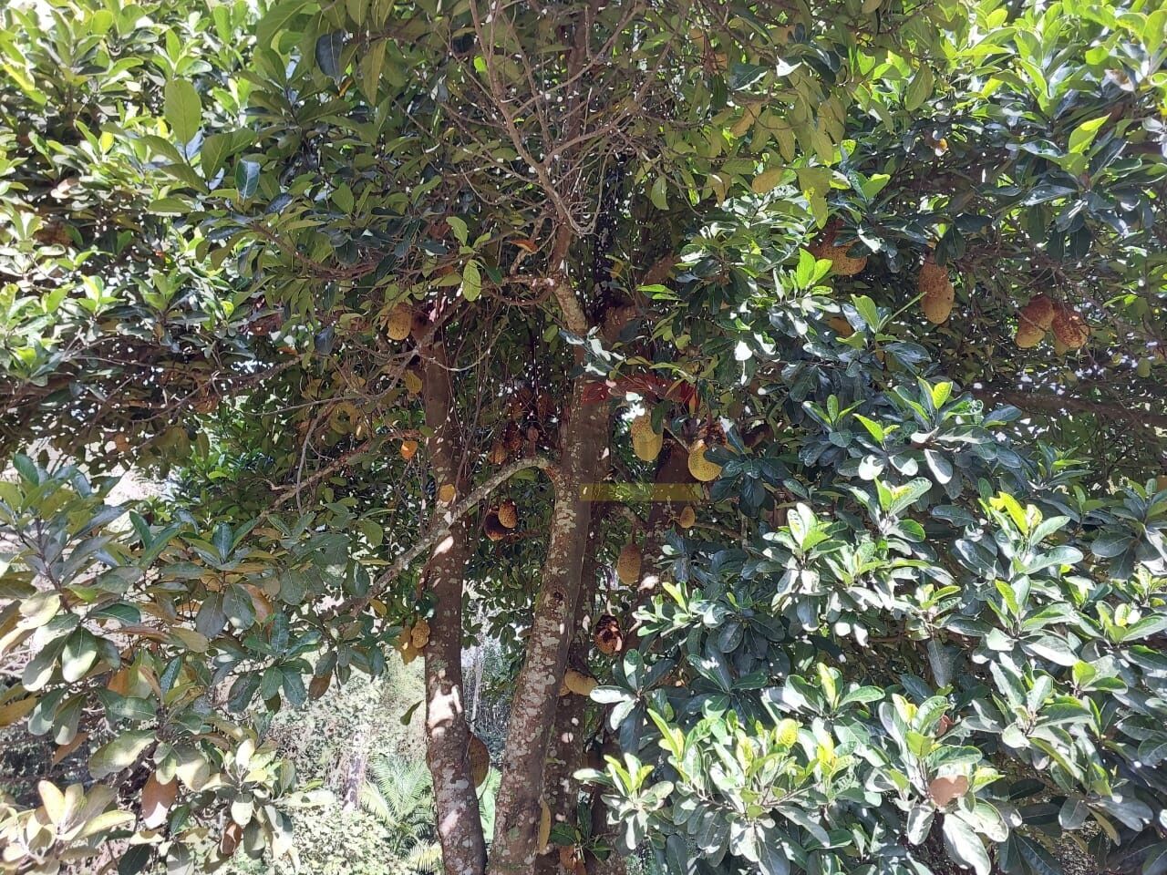 Foto 43